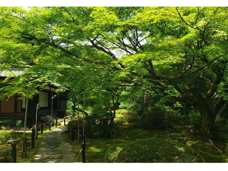 青もみじ美しい青蓮院門跡の庭園