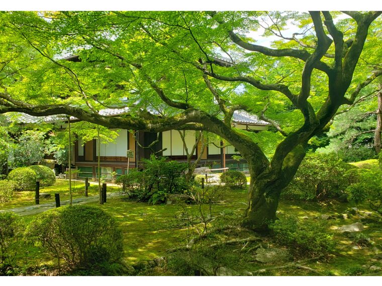 青蓮院門跡の青もみじ美しい庭園