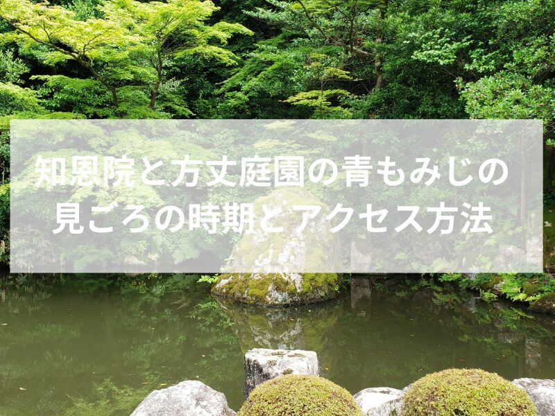 知恩院と方丈庭園の美しい青もみじ