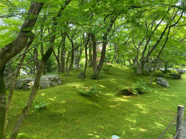 永観堂禅林寺の青もみじと苔