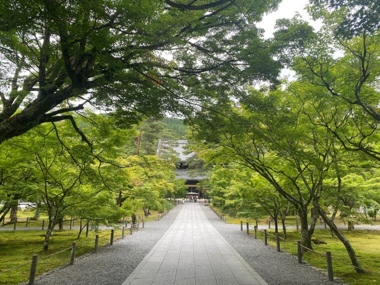 南禅寺法堂へ続く参道の青もみじ