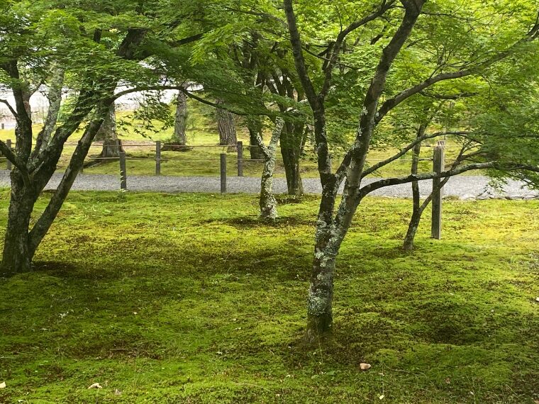 南禅寺の青もみじと苔