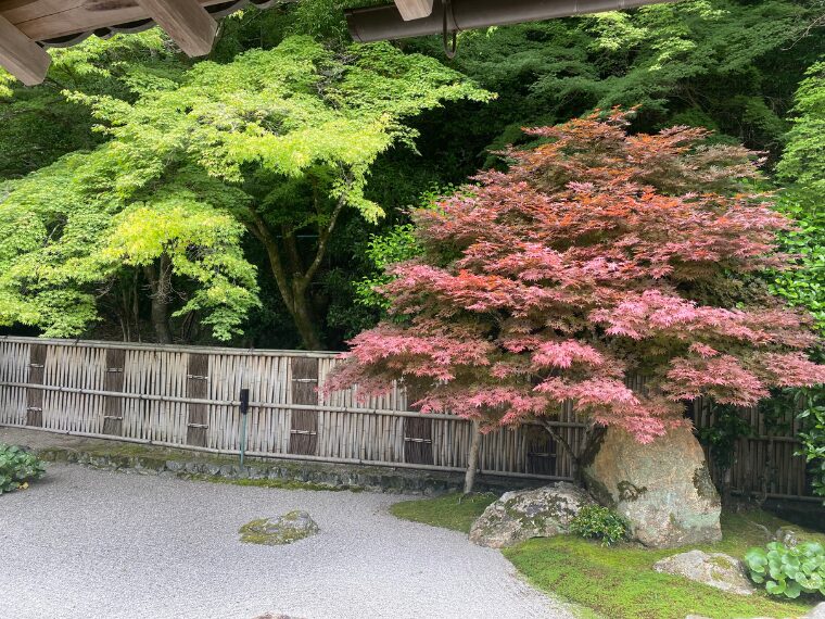 南禅寺方丈の青もみじ