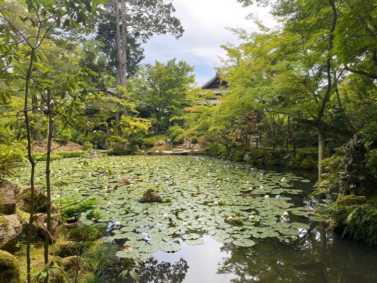 睡蓮の花咲く天授庵書院南庭の池