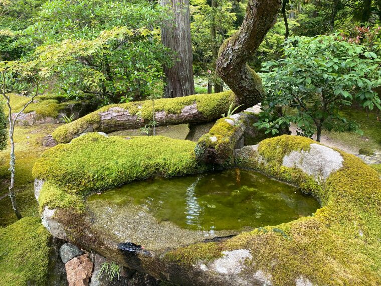 苔むした景色が美しい天授庵の庭園