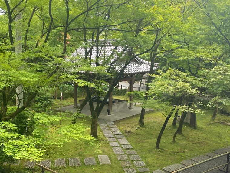 永観堂禅林寺の美しい青もみじ