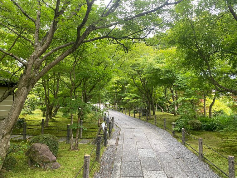 永観堂禅林寺の青もみじのトンネル