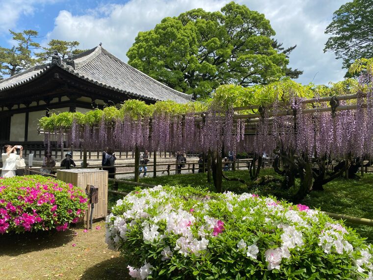 平等院の藤棚とツツジ