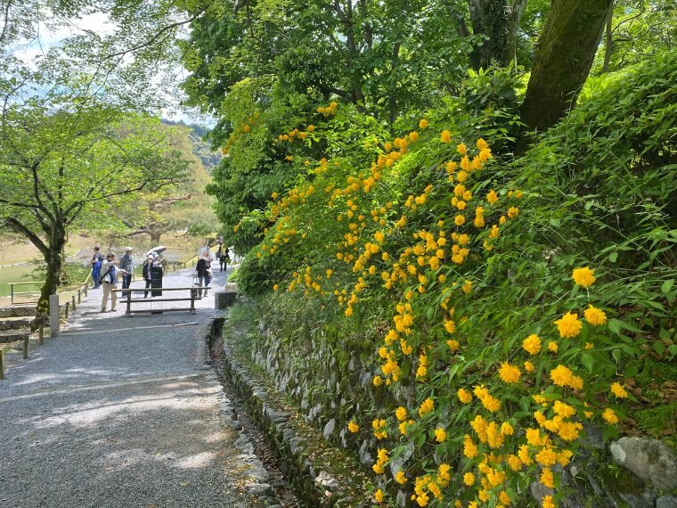 平等院の敷地内に咲く黄色い花