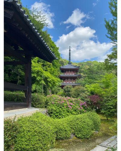 新緑につつまれる三室戸寺の三重塔