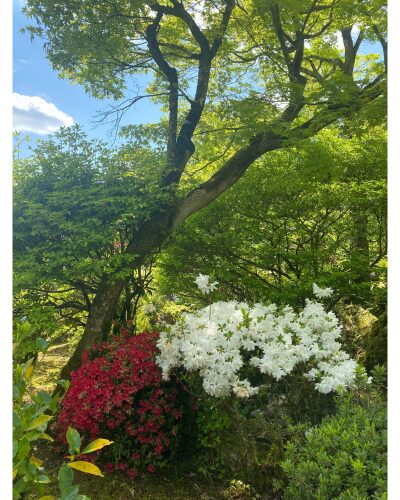 三室戸寺の青もみじとつつじ