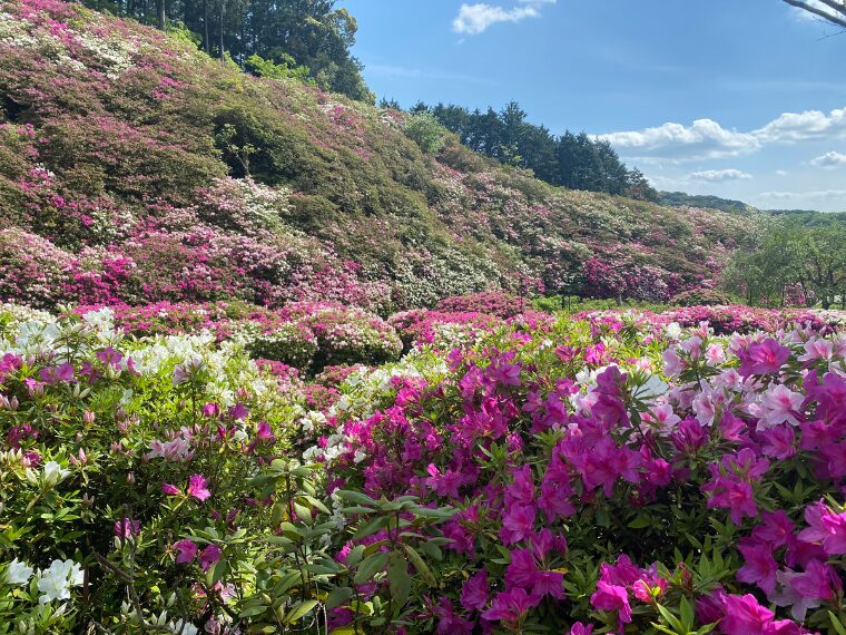 三室戸寺のつつじ園