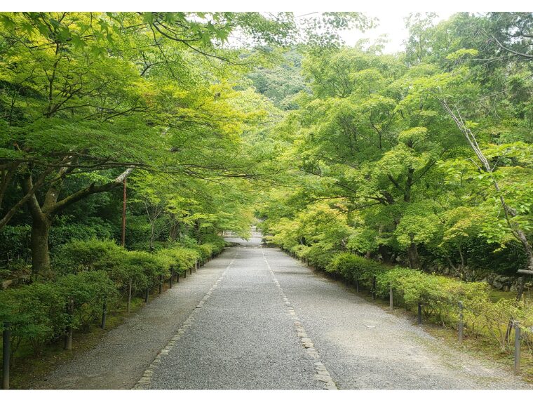 二尊院の参道の青もみじ