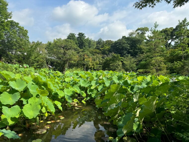 法金剛院の池の蓮