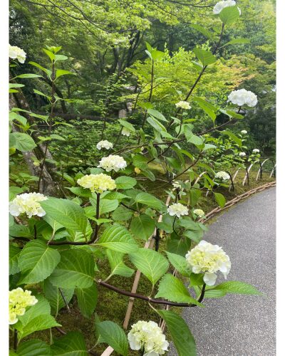 宝厳院庭園のあじさい