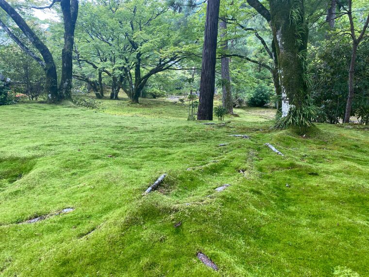 宝厳院の庭園の苔