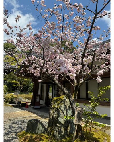 楊貴妃桜