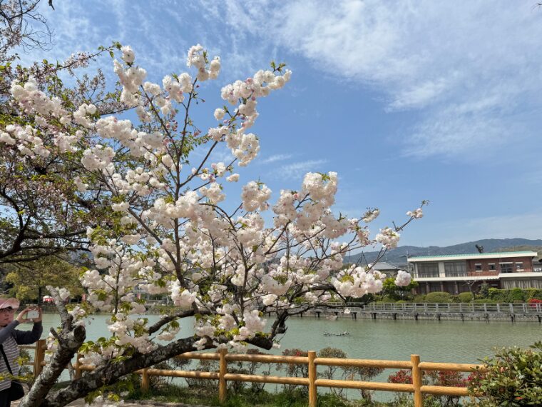 長岡天満宮の八条ヶ池