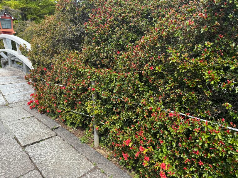長岡天満宮のキリシマツツジ