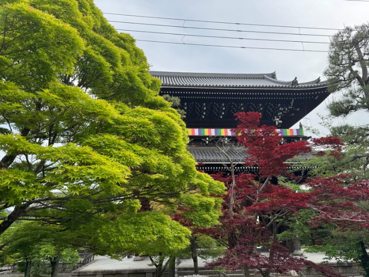 金戒光明寺の山門と青もみじ