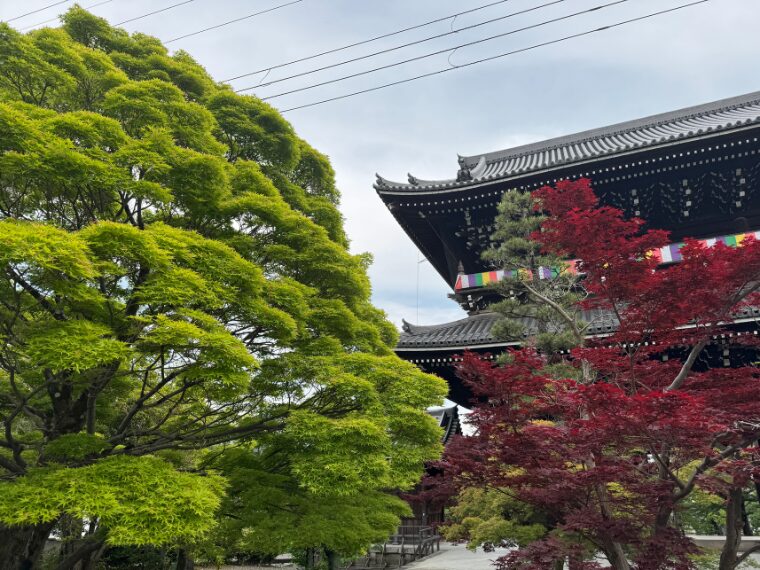金戒光明寺の山門と青もみじ