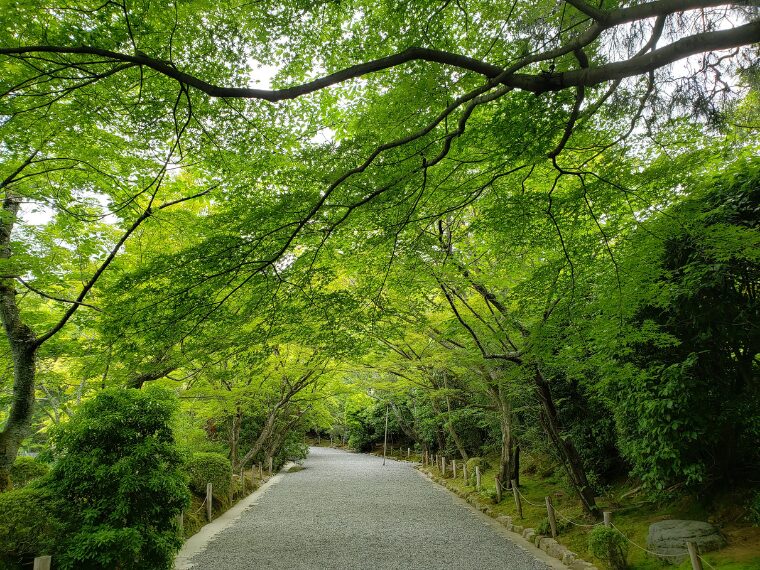 龍安寺境内の青もみじ
