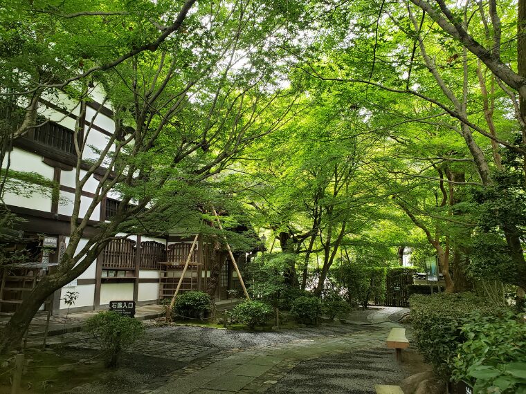 龍安寺の庫裡前の青もみじ