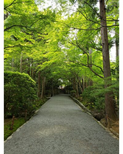 龍安寺の青もみじ