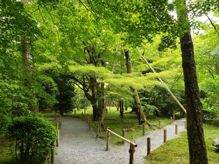 龍安寺の青もみじ