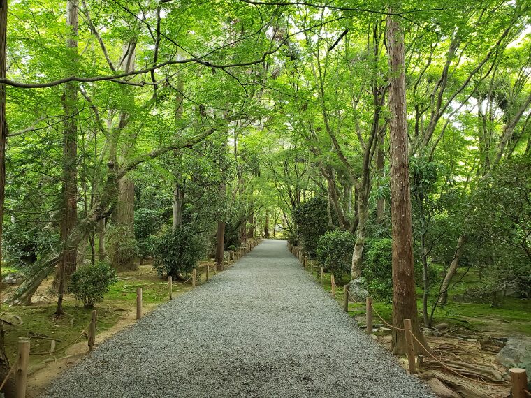 龍安寺の青もみじ