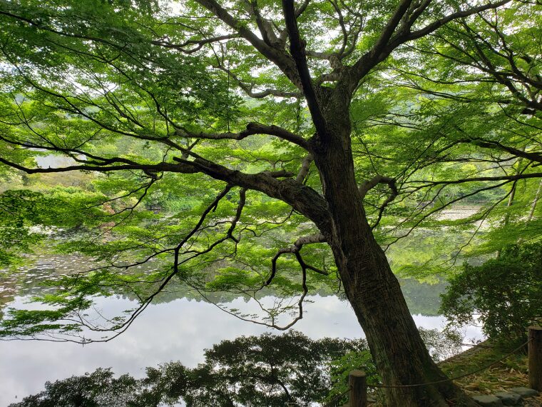 龍安寺の青もみじ