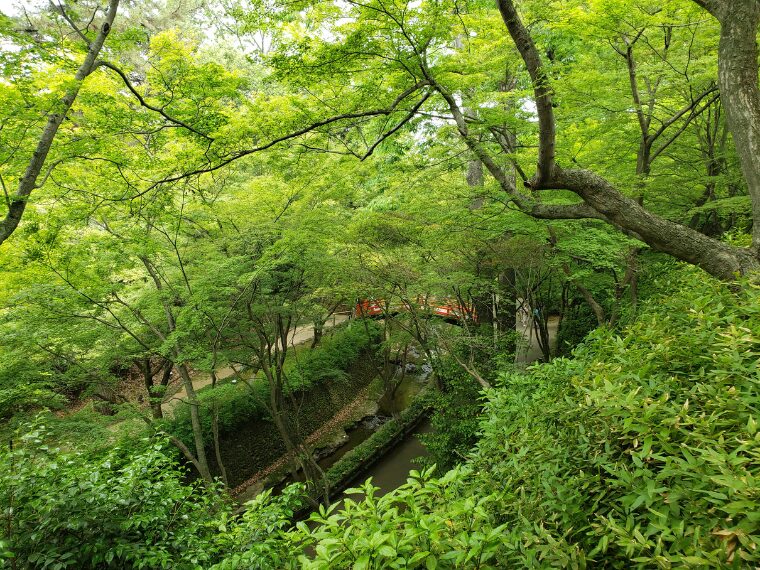 北野天満宮青もみじ苑