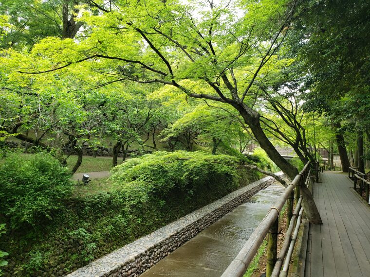 北野天満宮青もみじ苑