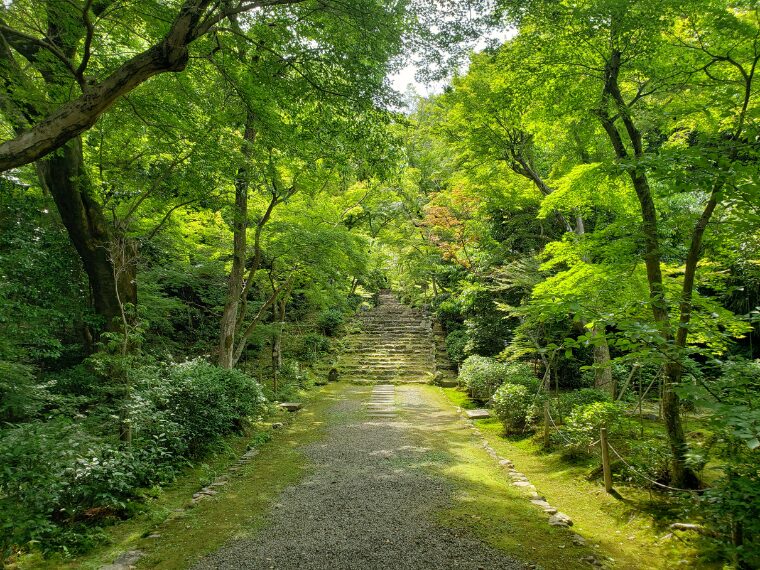 浄住寺の青もみじ