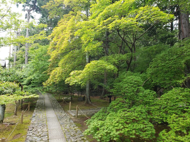 鹿王院の青もみじの参道