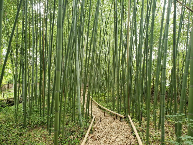 鹿王院の竹林