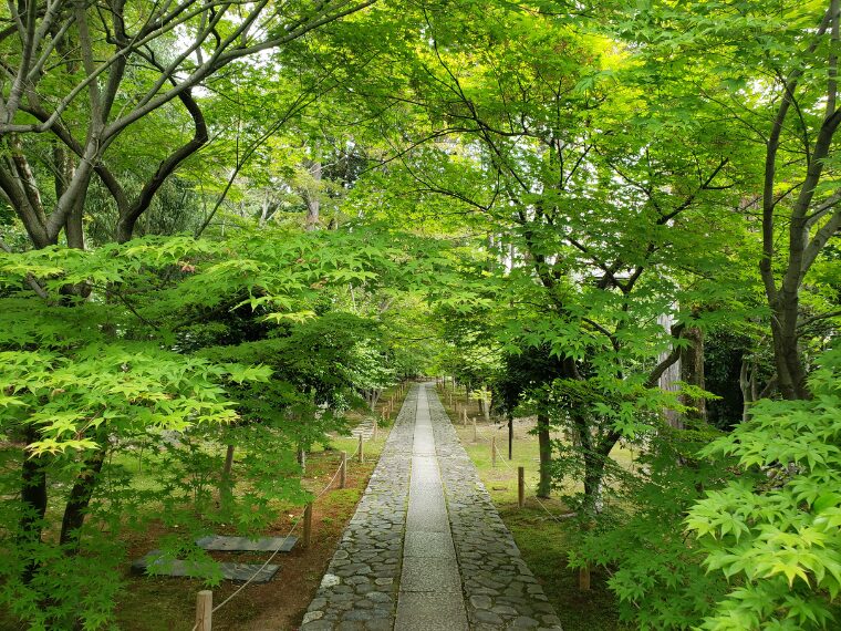 鹿王院の参道の青もみじ