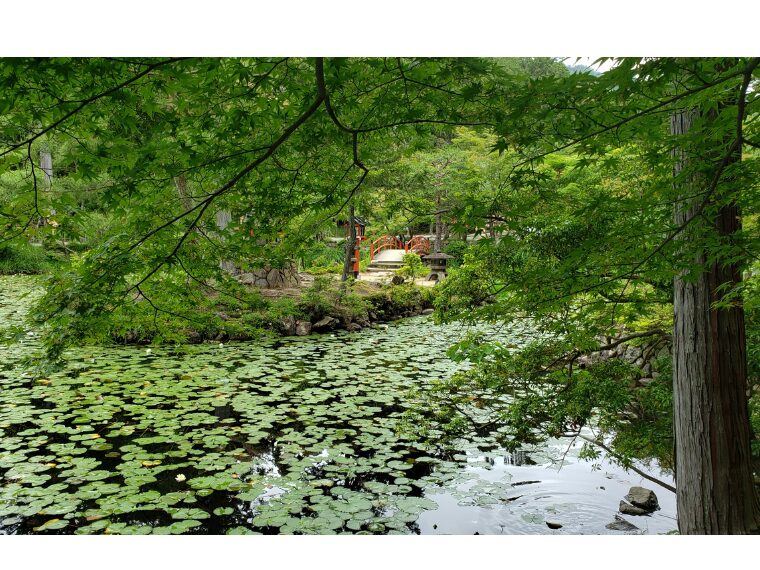 大原野神社の鯉沢池