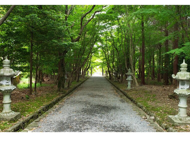 大原野神社の青もみじの参道