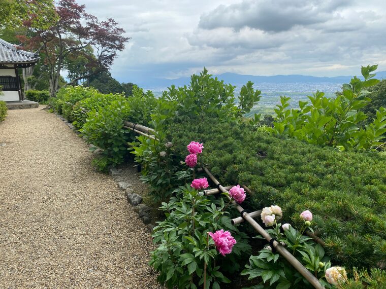 善峯寺とシャクヤク