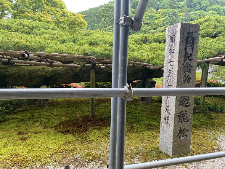 善峯寺の遊龍松
