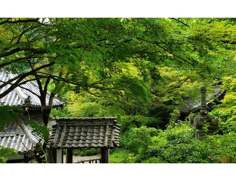 善峯寺の青もみじ