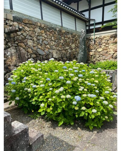 楊谷寺のあじさい