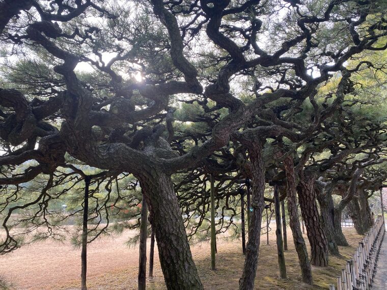 栗林公園の松