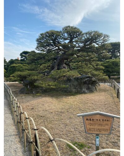 栗林公園の松