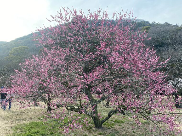 栗林公園の梅