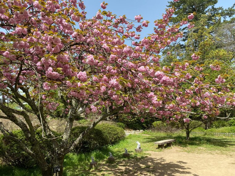 出雲大社の八重桜