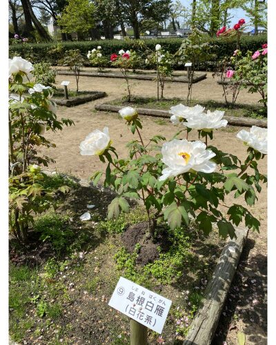 出雲大社の牡丹