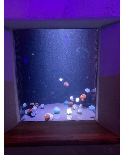 アクアスしまね海洋館クラゲ水槽