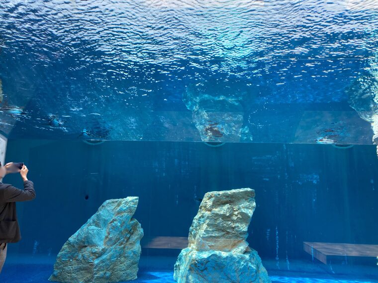 しまね海洋館アクアスペンギンのコーナー